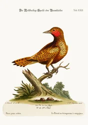 The Red-cheeked Woodpecker, 1749-73