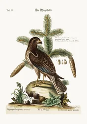 The Ring-tailed Hawk, 1749-73