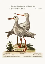 The White Godwit from Hudson