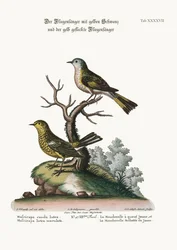 The Yellow-tailed Flycatcher and the Spotted Yellow Flycatcher