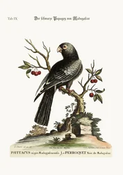 The black Parrot from Madagascar, 1749-73