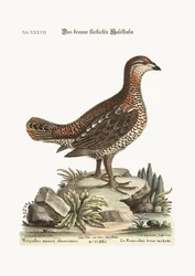 The brown and spotted Heathcock, 1749-73