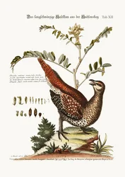 The Long-Tailed Grous from Hudson