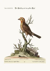 The Yellow-Headed Linnet, 1749-73