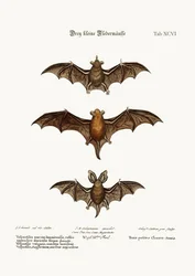 Three small Bats, 1749-73