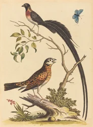 Two Birds, One with Very Long Tailfeathers, and Blue Butterfly, published 1745.