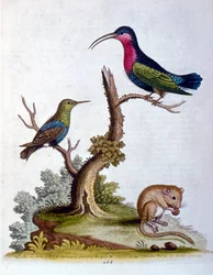 Watercolour Illustration from a Book of Rare Birds by G Edwards 1750