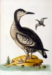Watercolour Illustration from a Book of Rare Birds by G Edwards 1750