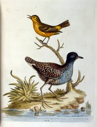 Watercolour Illustration from a Book of Rare Birds by G Edwards 1750