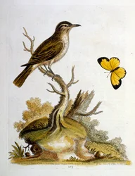 Watercolour Illustration from a Book of Rare Birds by G Edwards 1750