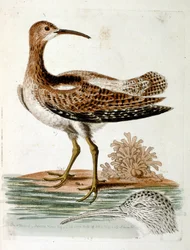 Watercolour Illustration from a Book of Rare Birds by G Edwards 1750