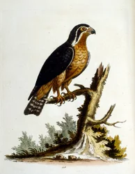 Watercolour illustration from a book of rare birds by G Edwards 1750