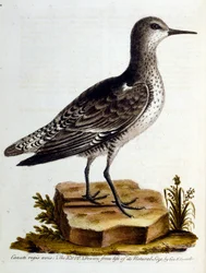 Watercolour illustration from a book of rare birds by G Edwards 1750