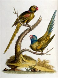 Watercolour illustration from a book of rare birds by G Edwards 1750
