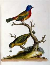 Watercolour illustration from a book of rare birds by G Edwards 1750