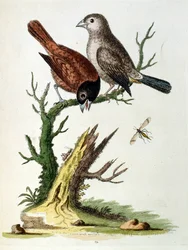 Watercolour illustration from a book of rare birds by G Edwards 1750