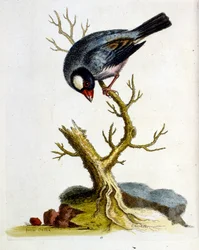 Watercolour illustration from a book of rare birds by G Edwards 1750