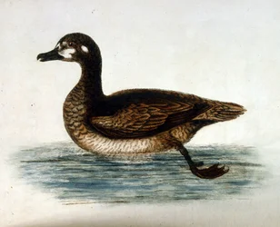 Watercolour illustration from a book of rare birds by G Edwards 1750