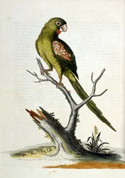 Watercolour illustration from a book of rare birds by G Edwards 1750
