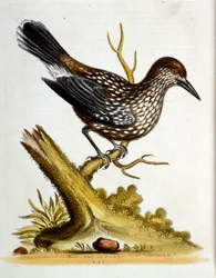 Watercolour illustration from a book of rare birds by G Edwards 1750