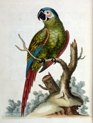 Watercolour illustration from a book of rare birds by G Edwards 1750