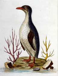 Watercolour illustration from a book of rare birds by G Edwards 1750