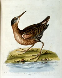Watercolour illustration from a book of rare birds by G Edwards 1750