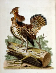 Watercolour illustration from a book of rare birds by G Edwards 1750
