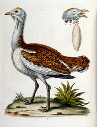 Watercolour illustration from a book of rare birds by G Edwards 1750