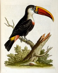 Watercolour illustration from a book of rare birds by G Edwards 1750