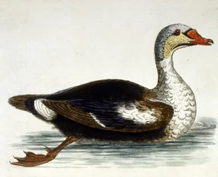 Watercolour illustration from a book of rare birds by G Edwards 1750
