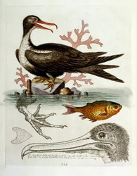 Watercolour illustration from a book of rare birds by G Edwards 1750