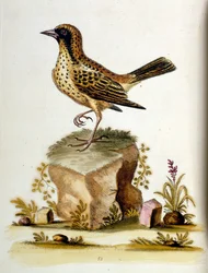 Watercolour illustration from a book of rare birds by G Edwards 1750