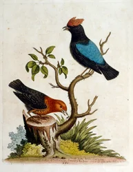Watercolour illustration from a book of rare birds by G Edwards 1750