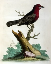 Watercolour illustration from a book of rare birds by G Edwards 1750