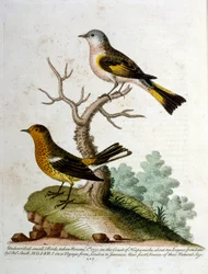 Watercolour illustration from a book of rare birds by G Edwards 1750