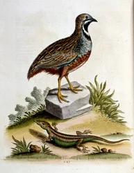 Watercolour illustration from a book of rare birds by G Edwards 1750