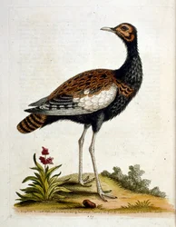 Watercolour illustration from a book of rare birds by G Edwards 1750