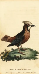 White-Plumed Antbird, Pithys Albifrons (engraving)