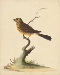 Yellowhammer