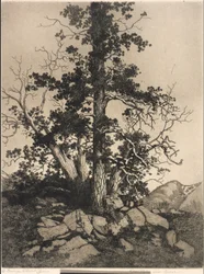 Old Pine and Cedar