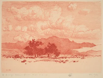 Palo Verde Trees