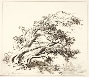 Sketch for Pines in Wind, Estes Park
