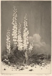 Soapweed, Arizona (no. 2)