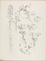 Untitled (Botanical Study)