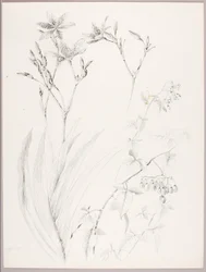 Untitled (Botanical Study)