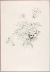 Untitled (Dewberry and Blackberry)