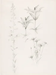 Untitled (Lily, Daisy, Hibiscus)