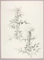 Untitled (Thistle)