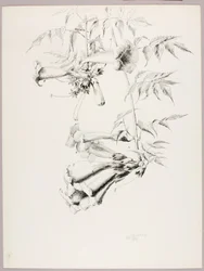 Untitled (Trumpet Vine)